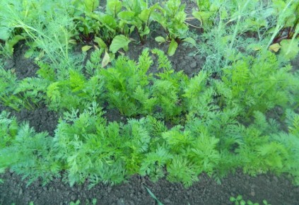 Как сократить трудозатраты и увеличить урожай: новые подходы к земледелию