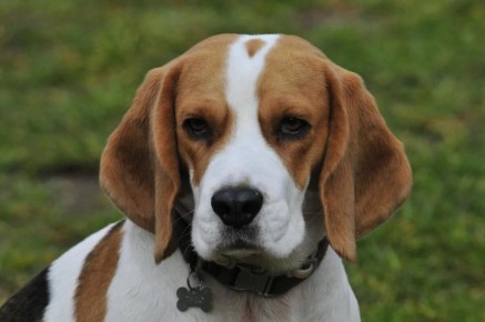 Пять пород собак, которых стоит избегать в городской квартире