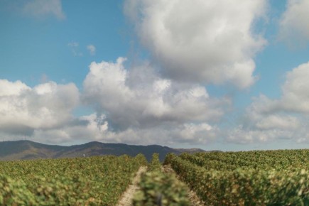 Вино как инструмент командообразования: как добавить культуре компании новый вкус