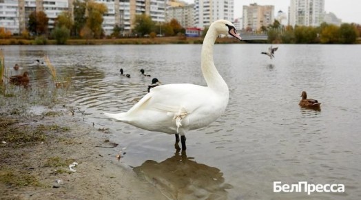 «Принимайте его не как калеку, а как птицу с особенностями развития»