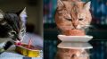 Почему коты предпочитают есть рядом с хозяевами: милый аспект поведения
