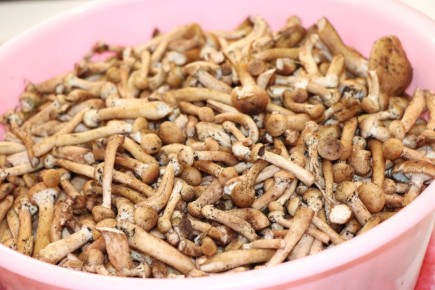 Консервация опят для гурманов