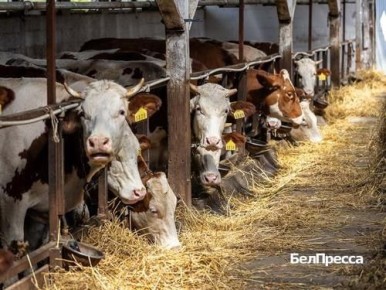 Вячеслав Гладков сообщил об открытии в регионе уникального производства