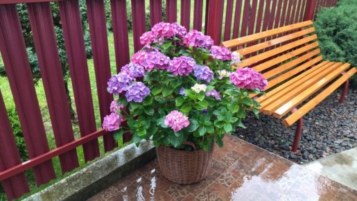 Перевалка гортензий: как сохранить их красоту и здоровье в горшках