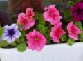Секреты зимовки герани и петунии