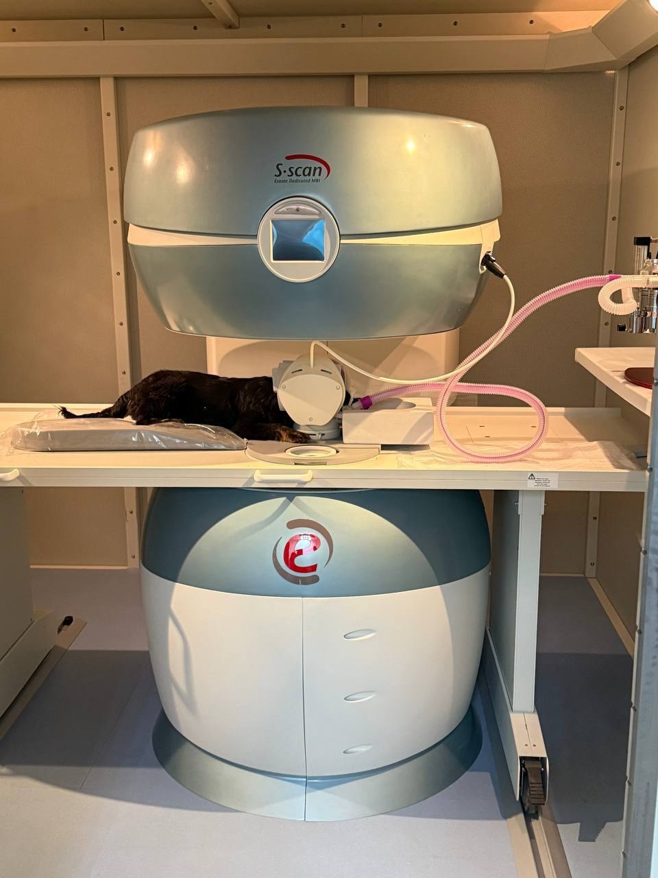 Теперь белгородские хвостатые смогут пройти более качественное обследование Теперь белгородские хвостатые смогут пройти более качественное обследование