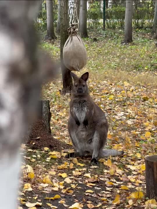 В зоопарке пополнение! Встречайте двух новых обитателей: самку и самца кенгуру Беннетта