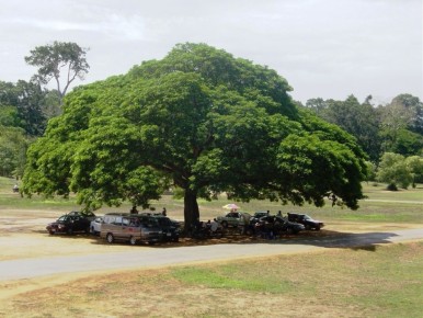 Дождевое дерево, которое не спасет от непогоды: загадка саманеи