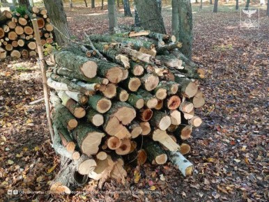 В Грайворонском округе заготовили более 360 кубических метров древесины