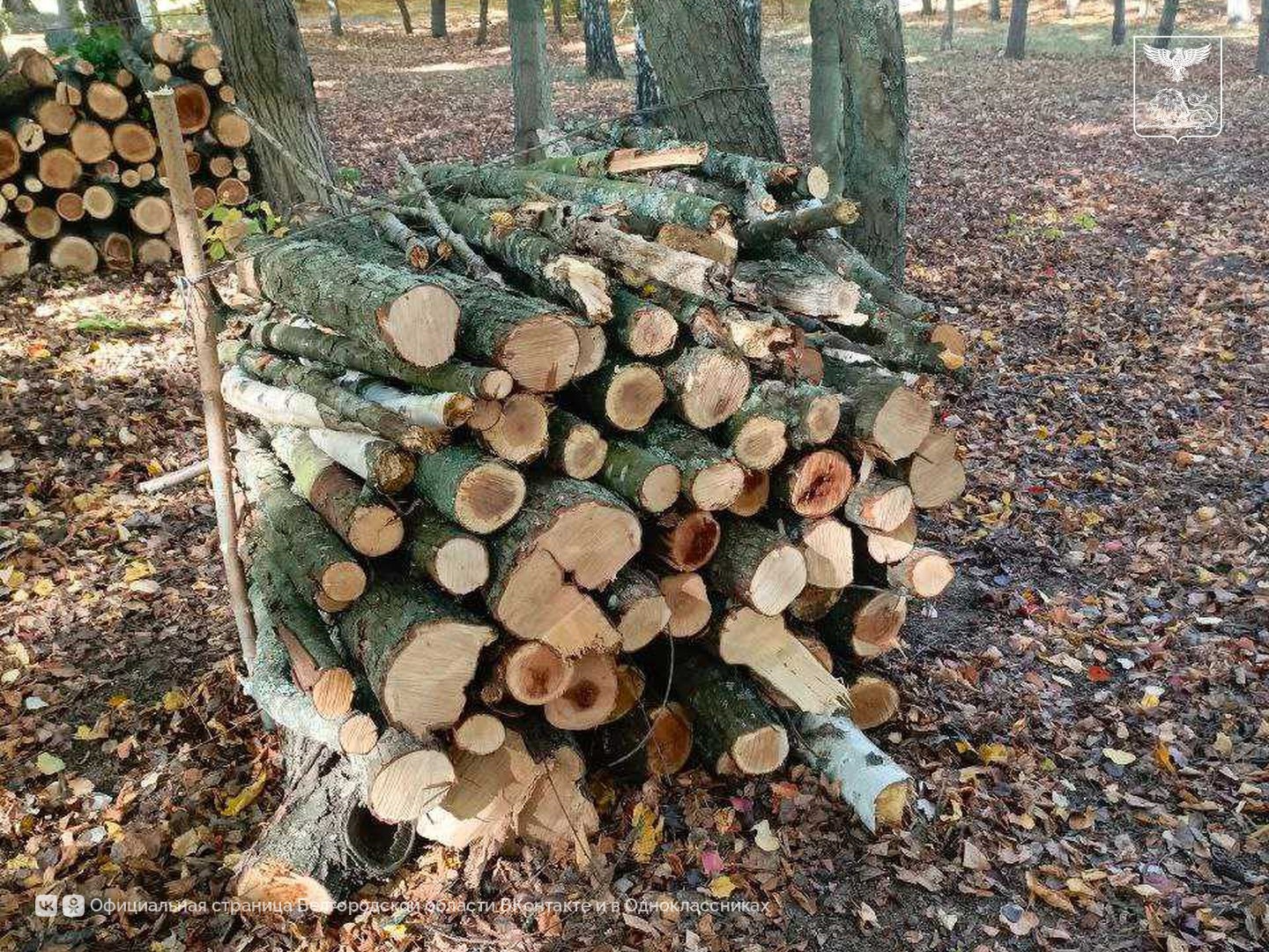 В Грайворонском округе заготовили более 360 кубических метров древесины