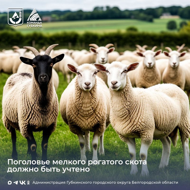 Вниманию владельцев мелкого рогатого скота