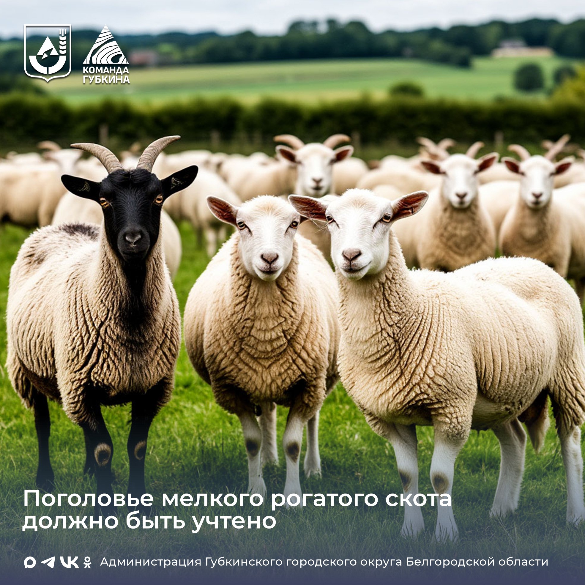 Вниманию владельцев мелкого рогатого скота