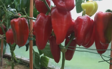 Секреты успешного урожая перцев и томатов от бабушки Раи