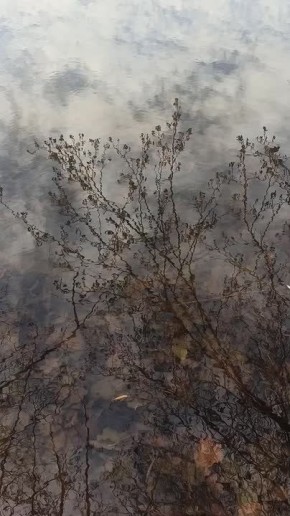 Доброе утро, друзья!. Для кого-то утро — это бодрящий аромат свежесваренного кофе, а для кого-то — это тихое, умиротворяющее мгновение, когда можно насладиться тишиной и лучами солнца