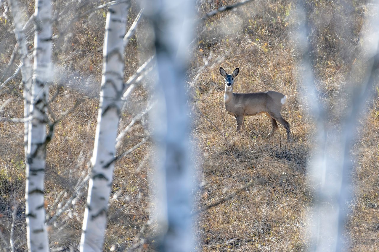 Погода 5 ноября. Сегодня ожидается переменная облачность Погода 5 ноября. Сегодня ожидается переменная облачность
