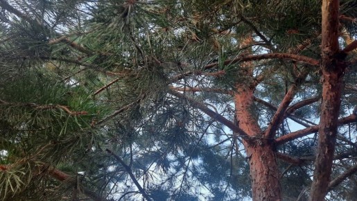 Почему хвойные иголки – драгоценный ресурс для дачников: три удивительных применения