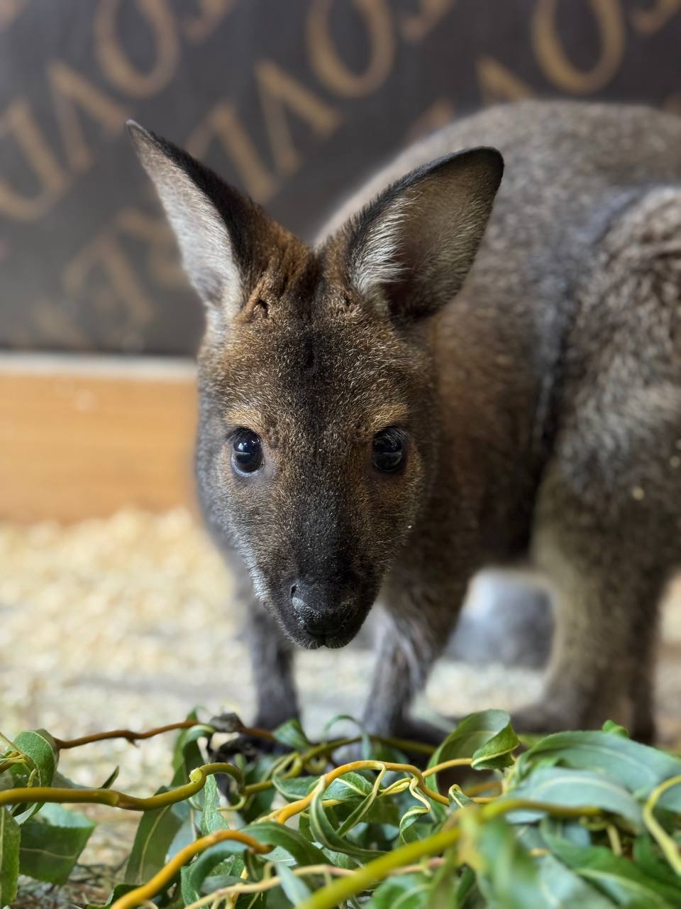 В зоопарке пополнение! Встречайте двух новых обитателей: самку и самца кенгуру Беннетта В зоопарке пополнение! Встречайте двух новых обитателей: самку и самца кенгуру Беннетта