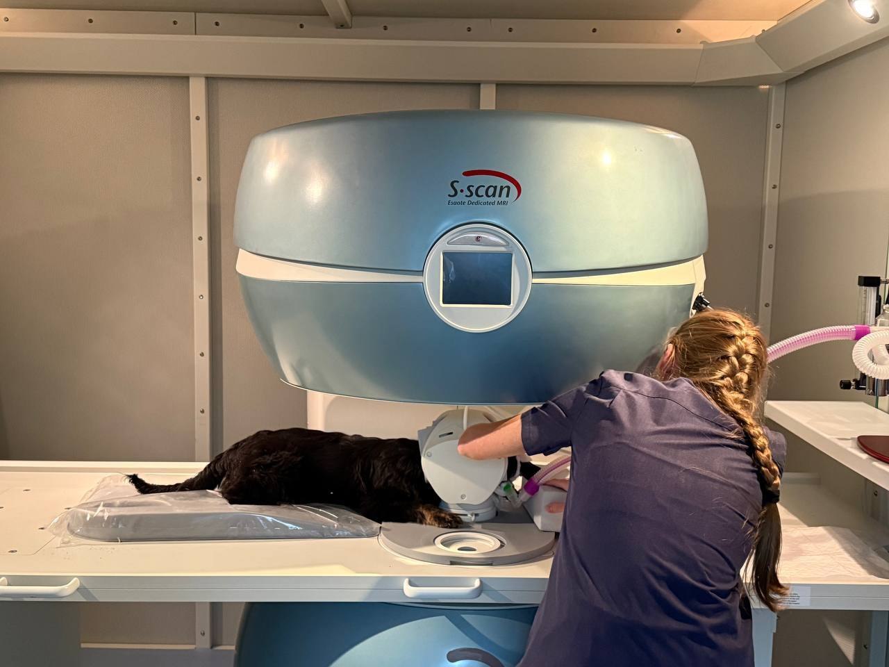 Теперь белгородские хвостатые смогут пройти более качественное обследование Теперь белгородские хвостатые смогут пройти более качественное обследование