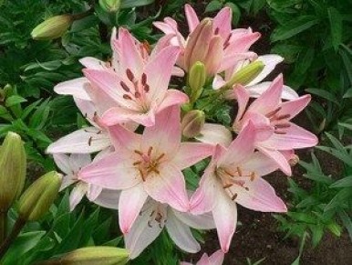 Лилия сорта Марлен: яркие акценты в вашем саду