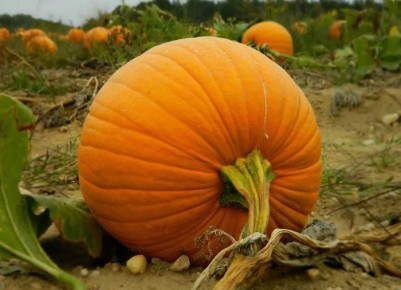 Как сохранить вкус тыквы на зиму: оригинальные рецепты заготовок