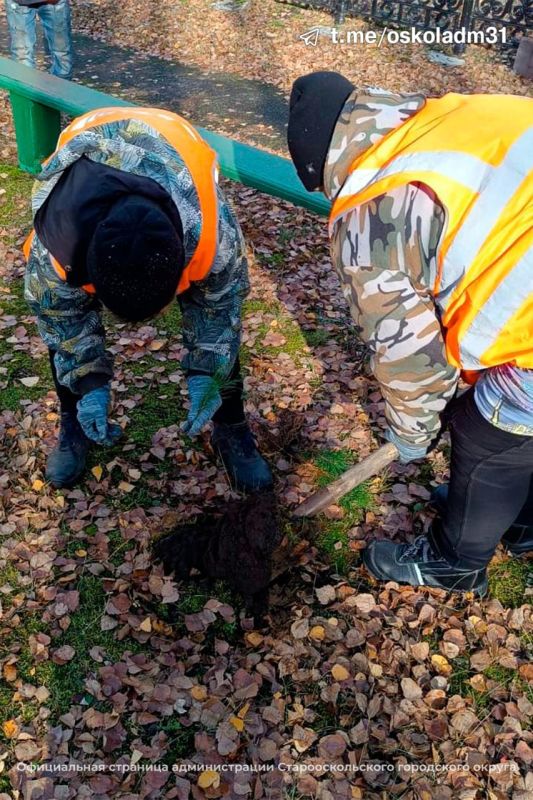 «Сохраним лес»!. Старооскольский городской округ присоединился к Всероссийской осенней акции «Сохраним лес» «Сохраним лес»!. Старооскольский городской округ присоединился к Всероссийской осенней акции «Сохраним лес»