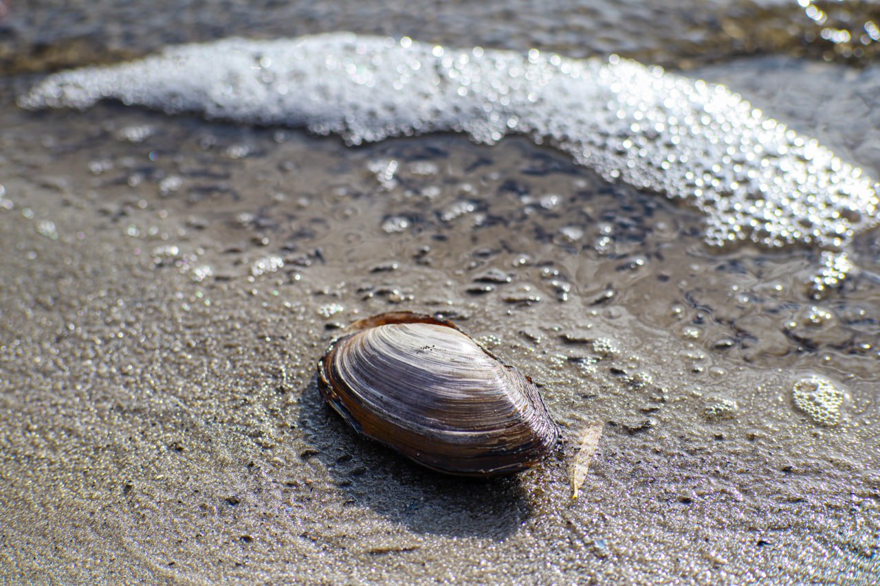 В районе «Пикник-Парка» образовалась обширная коса В районе «Пикник-Парка» образовалась обширная коса