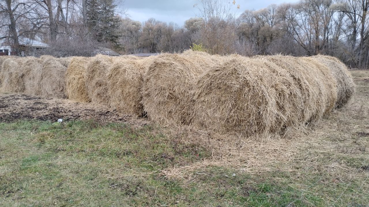 Николай Нестеров: Социальный контракт на ведение личного подсобного хозяйства пользуется популярностью среди жителей сельской местности Николай Нестеров: Социальный контракт на ведение личного подсобного хозяйства пользуется популярностью среди жителей сельской местности