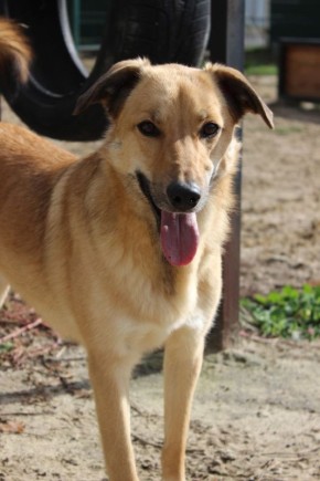 Белгородские волонтёры проведут акцию по бесплатной стерилизации собак и кошек