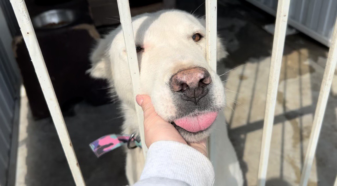 В Белгороде пройдет акция по бесплатной стерилизации собак и кошек