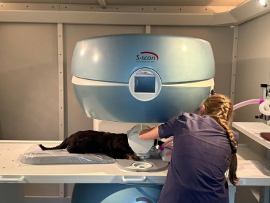 Отличные новости! В Белгороде заработал современный ветеринарный магнитно-резонансный томограф