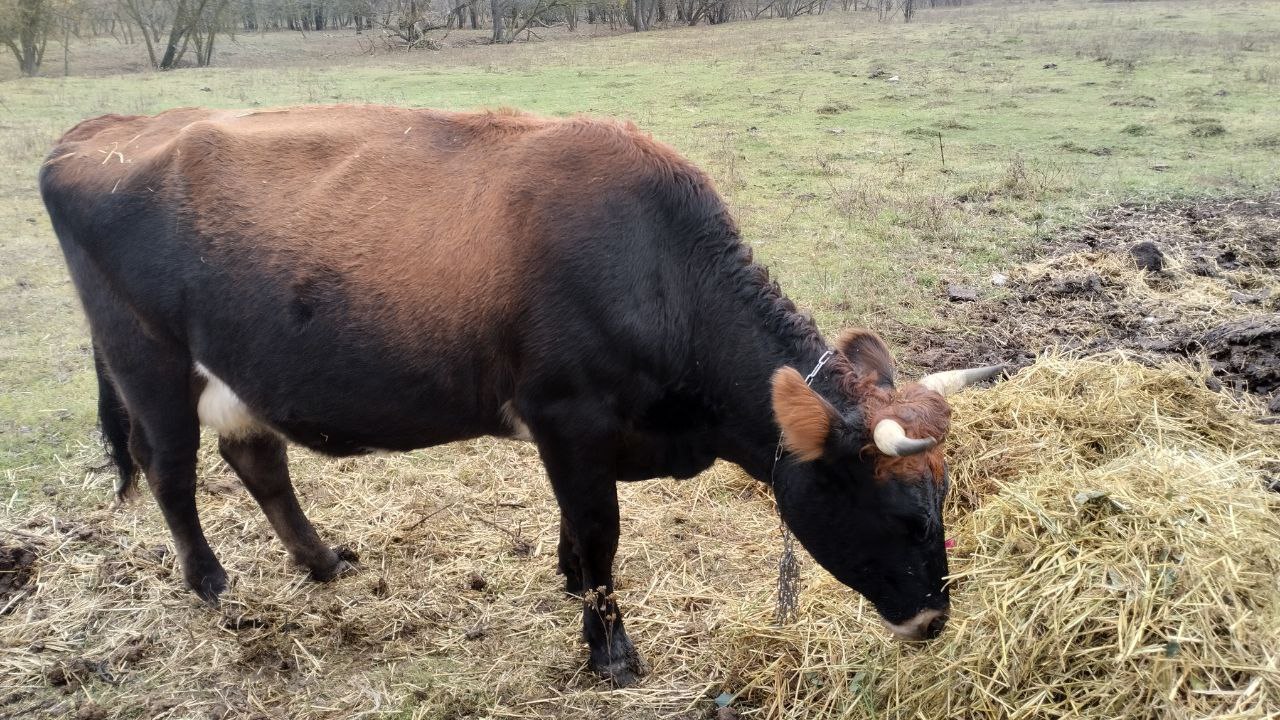 Николай Нестеров: Социальный контракт на ведение личного подсобного хозяйства пользуется популярностью среди жителей сельской местности Николай Нестеров: Социальный контракт на ведение личного подсобного хозяйства пользуется популярностью среди жителей сельской местности
