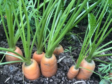 Как осенний посадочный секрет соседа увеличил урожай моркови в три раза