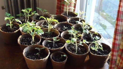 Закаливание рассады томатов: как подготовить растения к высадке на открытый грунт