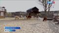 1234 Парк альпак в соседней Воронежской области пополнили новые «зефирки»
