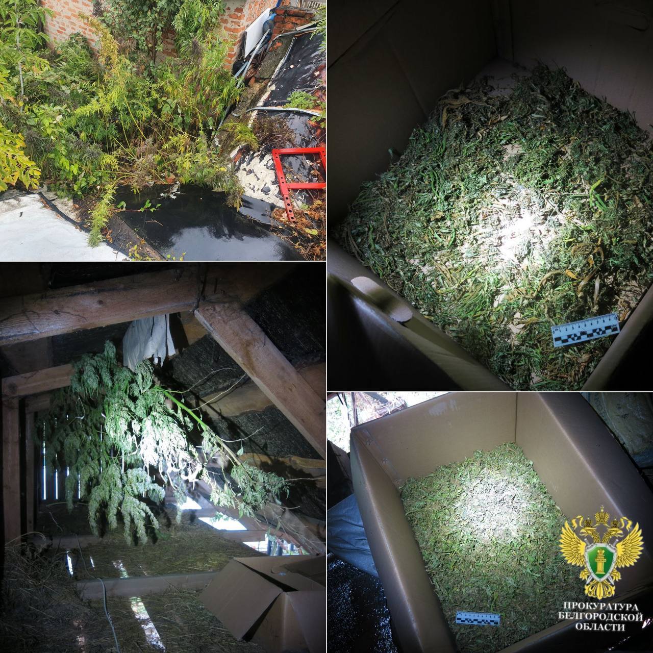 Белгородцу грозит до десяти лет колонии за выращивание конопли и хранение наркотиков