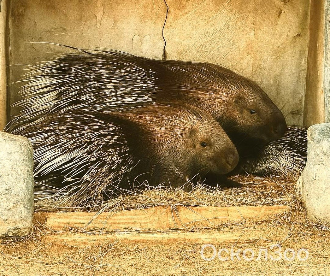 В семье дикобразов пополнение! В семье дикобразов пополнение!