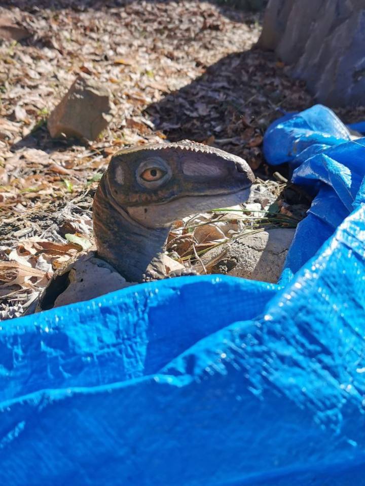 Спят усталые тиранозавры, птеродактили спят Спят усталые тиранозавры, птеродактили спят