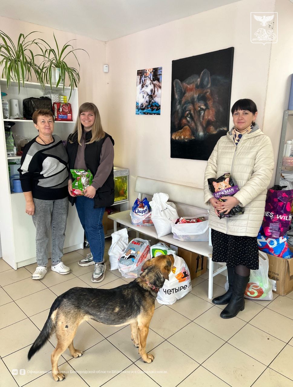 Более 15 000 белгородцев приняли участие в благотворительной акции «Протяни руку лапам»