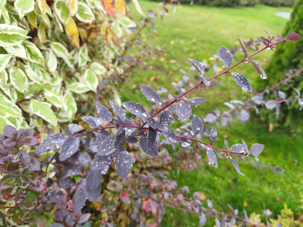 Пятница на «БелПрессе»!. Сейчас точно ноябрь? Пока погода приятная, наши подписчики гуляют по городу Пятница на «БелПрессе»!. Сейчас точно ноябрь? Пока погода приятная, наши подписчики гуляют по городу