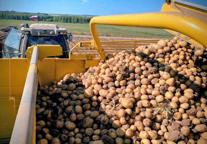 Олег Медведев: Уважаемые яковлевцы!. Сельскохозяйственные предприятия округа завершили уборку картофеля