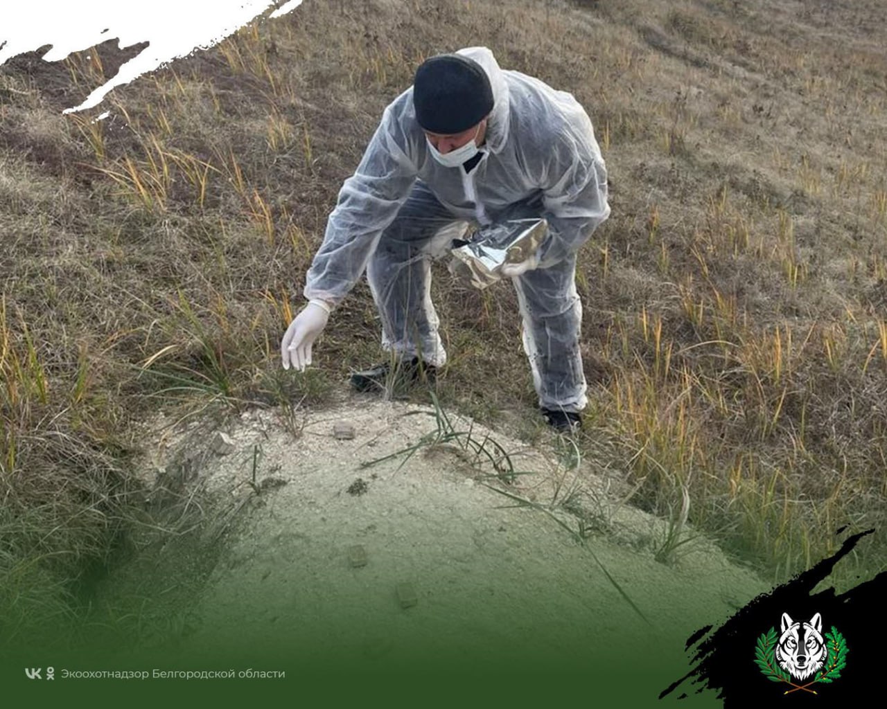 В белгородских охотничьих угодьях лисиц привили от бешенства В белгородских охотничьих угодьях лисиц привили от бешенства