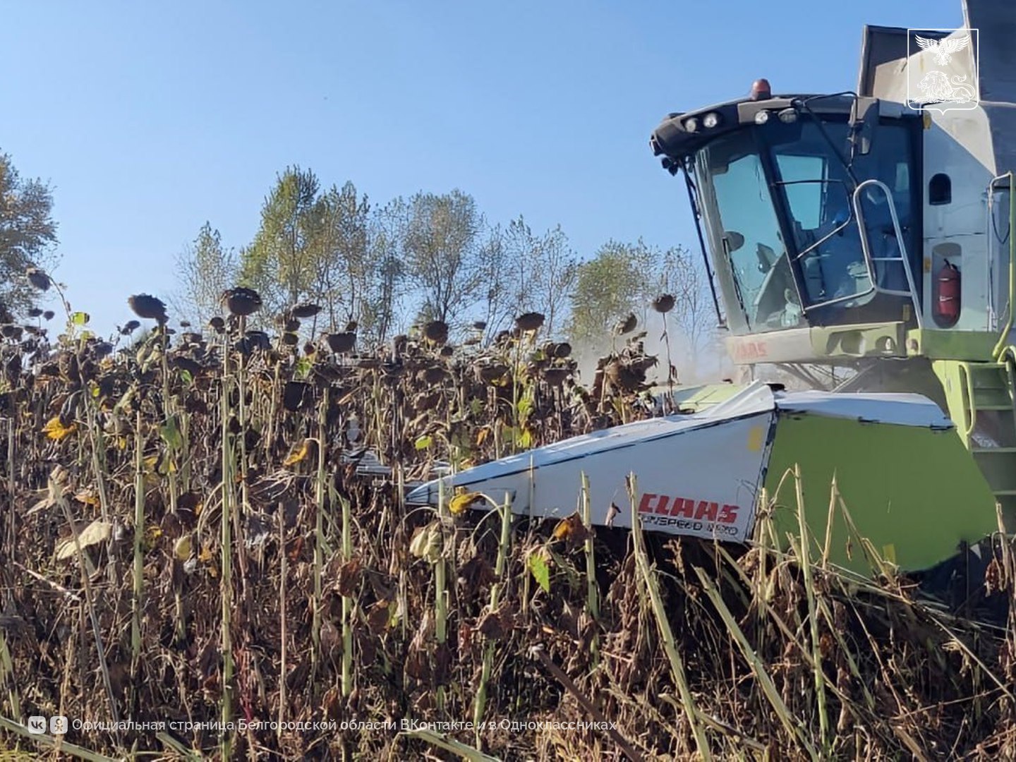 В Старооскольском округе подходит к завершению уборка зерновых и масличных культур