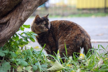 Погода 8 ноября. Сегодня синоптики обещают солнечную погоду
