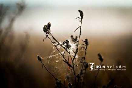 Доброе утро, Белгород!. 9 ноября нас ждёт облачная погода, температура воздуха до 6 градусов тепла