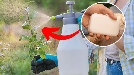 Справляемся с тлей: самостоятельные методы защиты растений