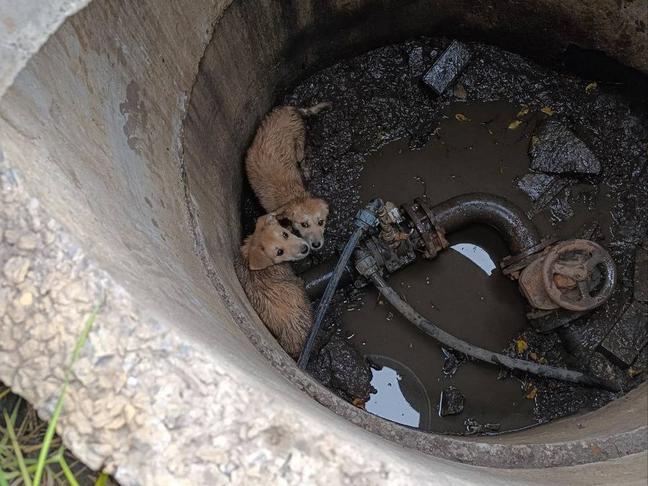 Сотрудники белгородского МЧС спасли щенков из колодца