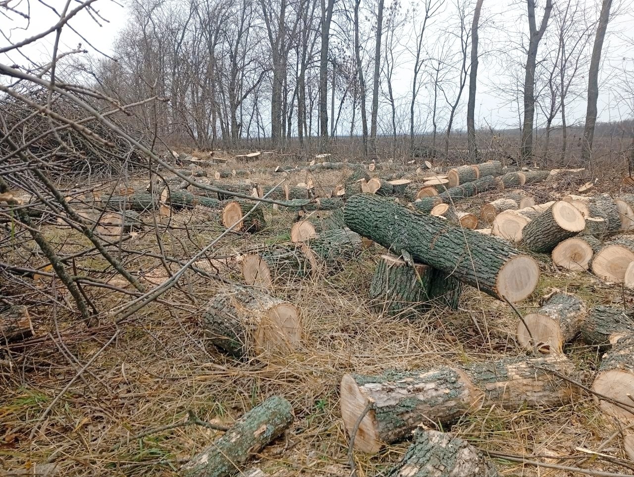 В нашем округе активно ведётся заготовка дров к предстоящей зиме В нашем округе активно ведётся заготовка дров к предстоящей зиме
