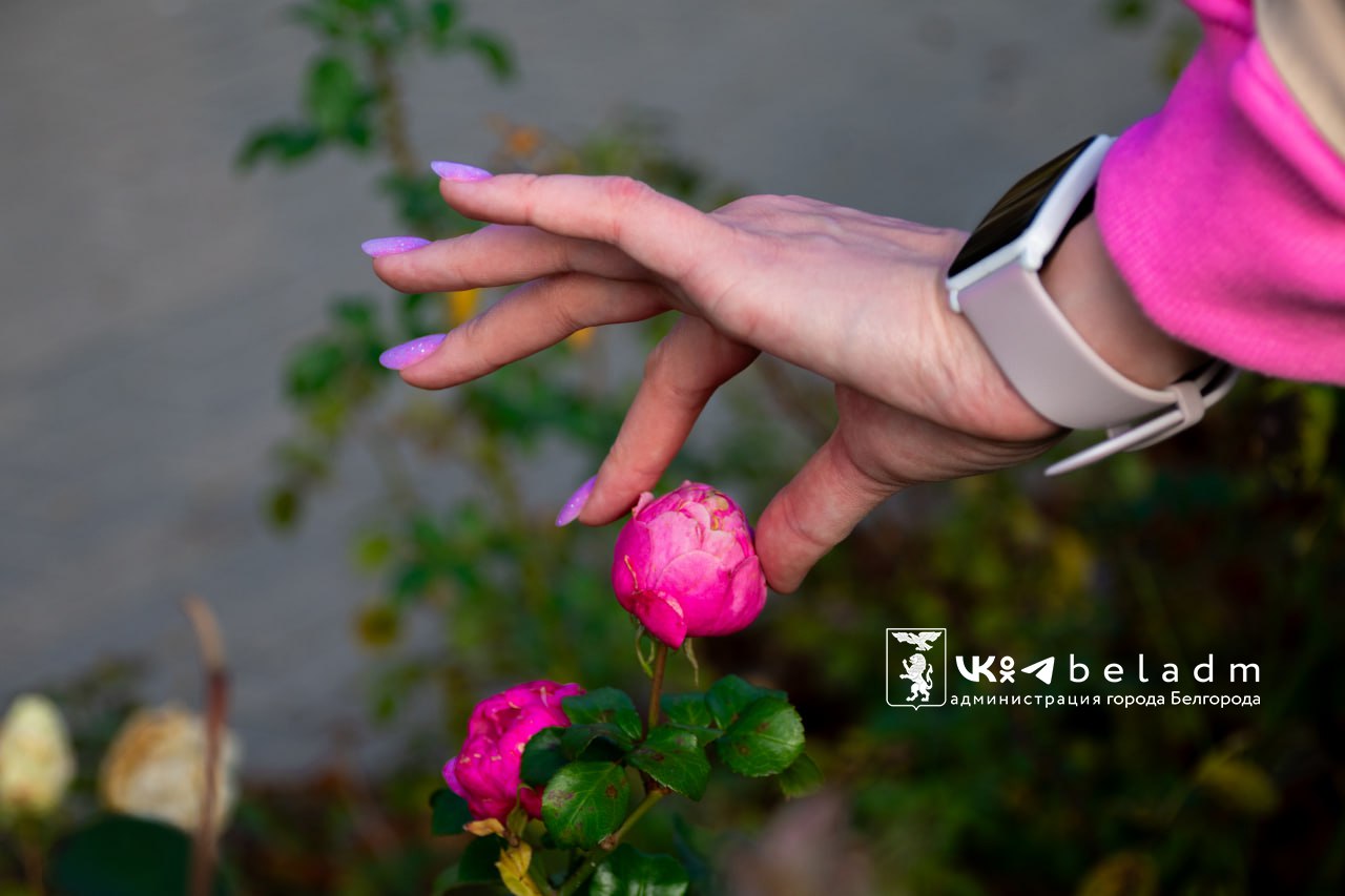 Доброе утро, Белгород!. 12 ноября нас ждёт облачная погода, возможны небольшие дожди