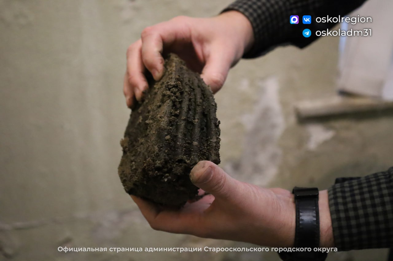 Палеонтологическая сенсация: житель Нагольного Старооскольского округа нашел останки шерстистого носорога