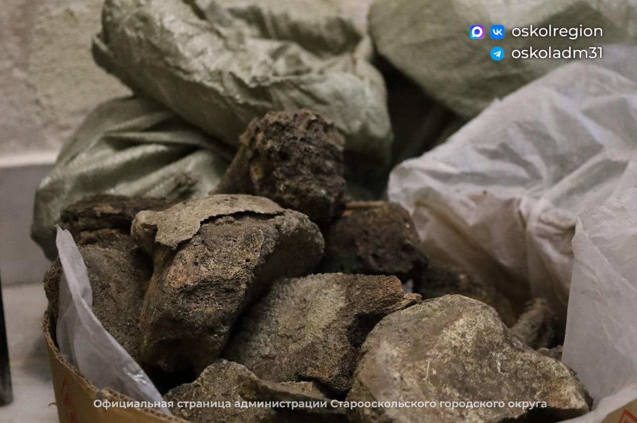 Палеонтологическая сенсация: житель Нагольного Старооскольского округа нашел останки шерстистого носорога Палеонтологическая сенсация: житель Нагольного Старооскольского округа нашел останки шерстистого носорога